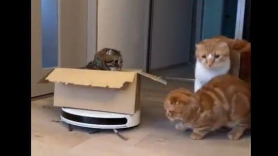 This cat rolls in on a Roomba like it is an Uber cab driver.(twitter/@CatWorkers) This cat rolls in on a Roomba like it is an Uber cab driver.(twitter/@CatWorkers)
