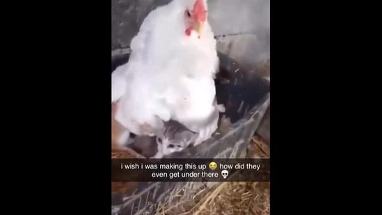 Hen Sits Brooding On Kittens Instead Of Chicks. Watch Viral Video 