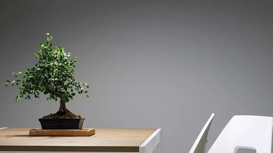 It is important to keep indoor pollution in check. Keeping some indoor plants can help purify the air.(Pixabay)