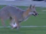 The image shows the fox running around in the field amid the ongoing football match.(Twitter/@bubbaprog)