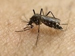 Delhi reported record cases of Dengue in October this year. (HT File) Delhi reported record cases of Dengue in October this year. (HT File)