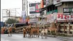 To rein in the growing population of stray dogs – currently estimated at 220,000 , up from 150,000 lakh in 2017-18 – the PMC has zeroed in on two private organisations and is awaiting the standing committee’s nod to begin work at the earliest. (HT PHOTO) To rein in the growing population of stray dogs – currently estimated at 220,000 , up from 150,000 lakh in 2017-18 – the PMC has zeroed in on two private organisations and is awaiting the standing committee’s nod to begin work at the earliest. (HT PHOTO)