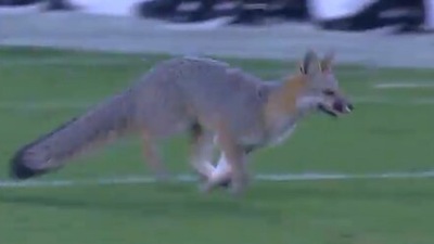 The image shows the fox running around in the field amid the ongoing football match. (Twitter/@bubbaprog)