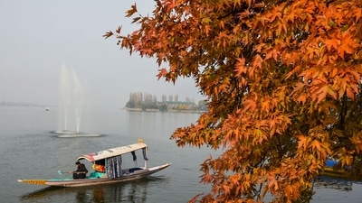 A boatman rows his shikara past a chinar tree during the autumn season, at Dal lake, in Srinagar. &nbsp; (PTI Photo)