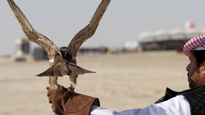 Houbara bustard is an endangered bird species that is internationally protected. (Reuters file photo)
