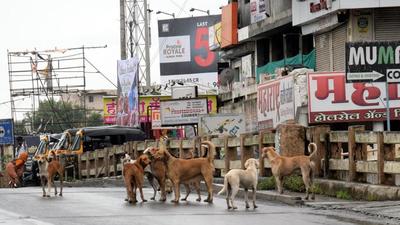 To rein in the growing population of stray dogs – currently estimated at 220,000 , up from 150,000 lakh in 2017-18 – the PMC has zeroed in on two private organisations and is awaiting the standing committee’s nod to begin work at the earliest. (HT PHOTO)