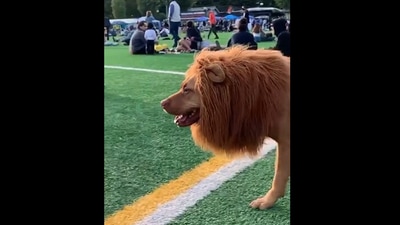 This doggo is dressed as lion in this viral video.&nbsp; (instagram/@dailygameofficial)