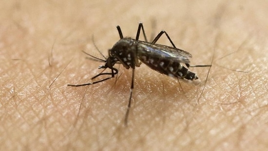 Delhi reported record cases of Dengue in October this year.&nbsp;(HT File)