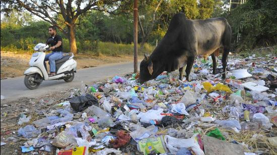 State of wards ahead of polls: A visit to Ward No. 1 makes it obvious that even though its part of the City Beautiful, it continues to struggle for even basic infrastructure. (Keshav Singh/HT)