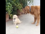 This puppy with a small attention span has wowed many including actor Aparshakti Khurana. (instagram/@pubity) This puppy with a small attention span has wowed many including actor Aparshakti Khurana. (instagram/@pubity)