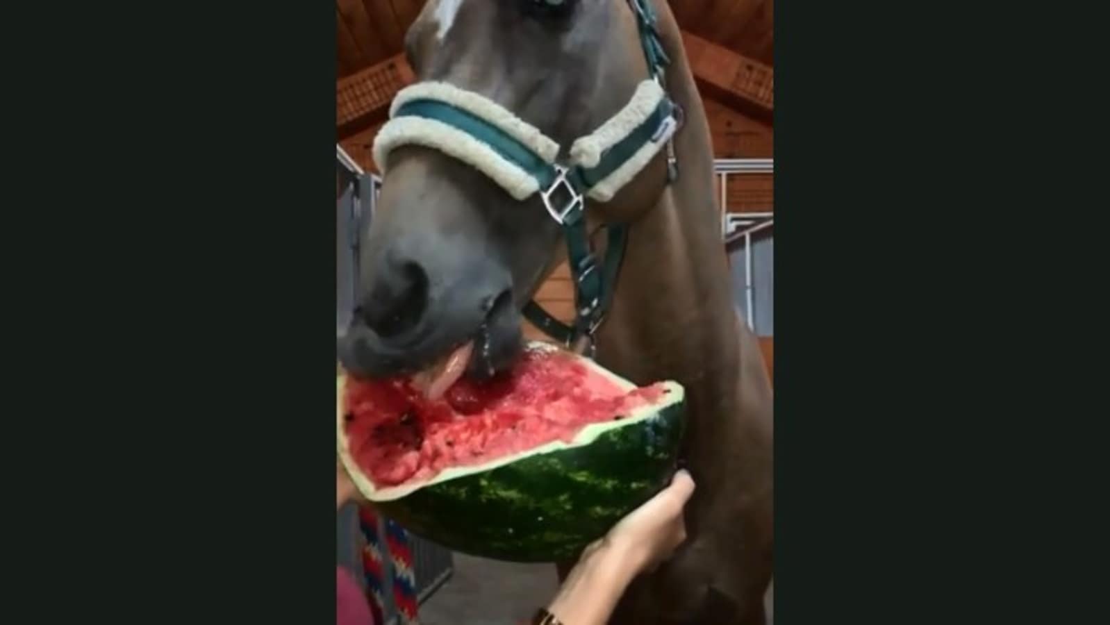 Video of horse enjoying watermelon may make you crave for the fruit