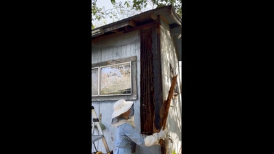 The image shows the beekeeper carefully removing the huge hive. (Instagram/@texasbeeworks)
