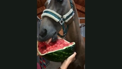 The image taken from the video shows the horse enjoying watermelon. (Jukin Media)