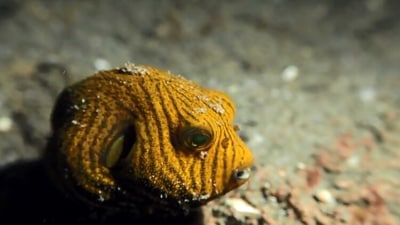 The image taken from the video shows the puffer fish. (Jukin Media)