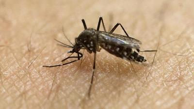 Chandigarh has so far recorded 1,107 dengue cases, of which 218 surfaced in November. (AP)