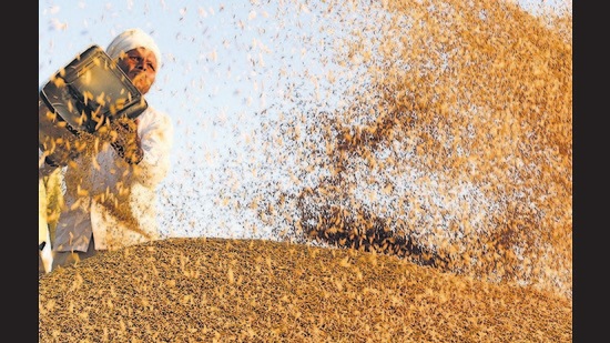 Officials of the Haryana State Agriculture Marketing Board said procurement was halted after reports that UP farmers are selling their produce in Haryana in connivance with local farmers. (HT File)
