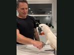 This cockatoo was being taught how to fist bump by its human. (Jukin Media) This cockatoo was being taught how to fist bump by its human. (Jukin Media)