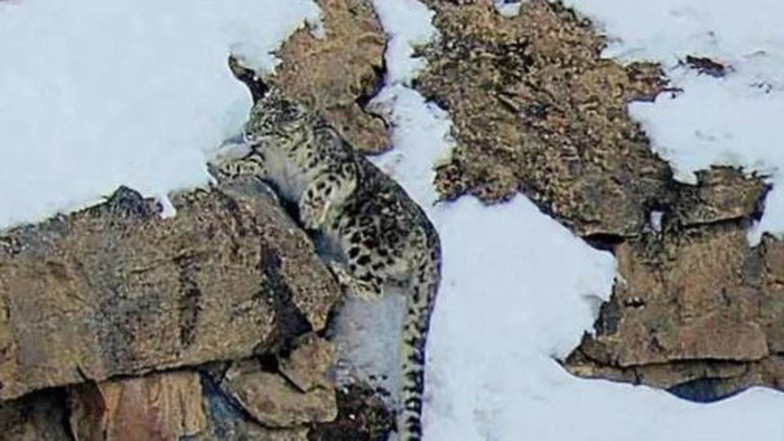 Maiden snow leopard population assessment launched in J&K - Hindustan Times