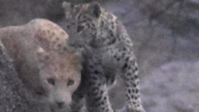 The strawberry coated leopard was a mature female with a cub. (Photo Sourced)
