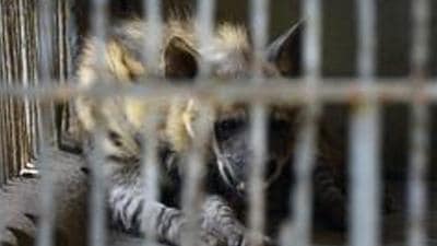 The hyenas belong to the scavenger species and generally prey on the kills of the other animals. Its life span is generally 12 years. (REPRESENTATIVE PHOTO) The hyenas belong to the scavenger species and generally prey on the kills of the other animals. Its life span is generally 12 years. (REPRESENTATIVE PHOTO)