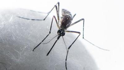 The latest victims of dengue include a 65-year-old man of Phase-7 who was admitted at IVY hospital in Sector 71, Mohali; and a 45-year-old woman of Phase-10 who was undergoing treatment at Sohana hospital. (Satish Bate/HT PHOTO) The latest victims of dengue include a 65-year-old man of Phase-7 who was admitted at IVY hospital in Sector 71, Mohali; and a 45-year-old woman of Phase-10 who was undergoing treatment at Sohana hospital. (Satish Bate/HT PHOTO)
