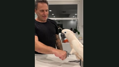This cockatoo was being taught how to fist bump by its human.&nbsp; (Jukin Media)