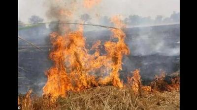 No FIR has been lodged against farmers for stubble burning in Uttar Pradesh this harvest season. (REPRESENTATIVE IMAGE ) No FIR has been lodged against farmers for stubble burning in Uttar Pradesh this harvest season. (REPRESENTATIVE IMAGE )