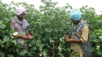 With this decision, 10% of total compensation to be given to the farmers, on this count from the cabinet, would be provided to the families of cotton picking farm labourers affected by the pest attack. ​ (HT Photo)