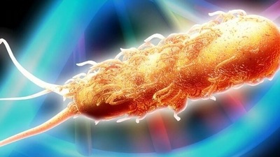Genetically modified bacteria have shown antibacterial properties in a mouse model. (Imago/Science Photo Library) Genetically modified bacteria have shown antibacterial properties in a mouse model. (Imago/Science Photo Library)