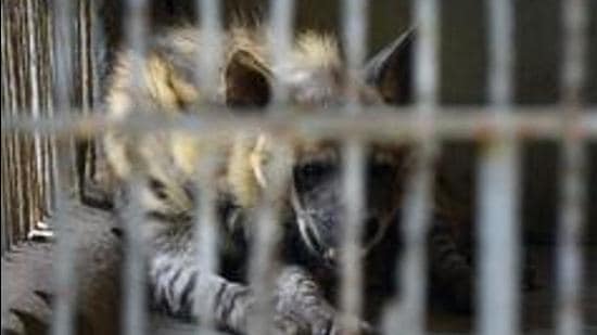 The hyenas belong to the scavenger species and generally prey on the kills of the other animals. Its life span is generally 12 years. (REPRESENTATIVE PHOTO)