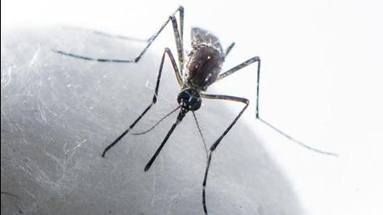 The latest victims of dengue include a 65-year-old man of Phase-7 who was admitted at IVY hospital in Sector 71, Mohali; and a 45-year-old woman of Phase-10 who was undergoing treatment at Sohana hospital. (Satish Bate/HT PHOTO)