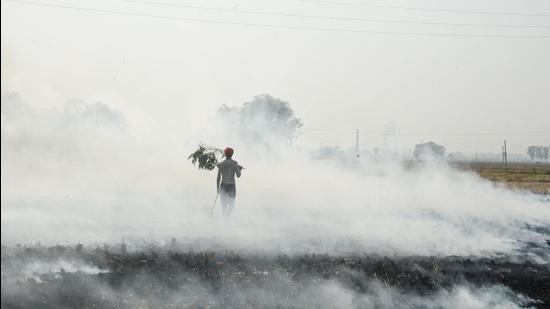 Stubble burning in Punjab remains a major issue, with the delayed paddy harvest contributing to the recent concentration of cases; state government has gone easy with elections three months away. (HT FILE)