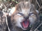 A cub that was rescued by forest officials when villagers stopped harvesting. (twitter/@ParveenKaswan) A cub that was rescued by forest officials when villagers stopped harvesting. (twitter/@ParveenKaswan)
