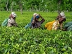 A majority of the blended teas currently available in the market is actually for re-exports