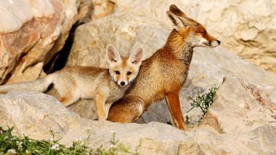 Locals recounted that a pack of around 20 foxes attacked villagers at Hardamnagar early on Thursday morning. (Image used for representation). (REUTERS PHOTO.) Locals recounted that a pack of around 20 foxes attacked villagers at Hardamnagar early on Thursday morning. (Image used for representation). (REUTERS PHOTO.)