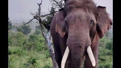 A wild tusker killed 21-year-old youth at Dudhwa. (FOR REPRESENTATION PURPOSE)