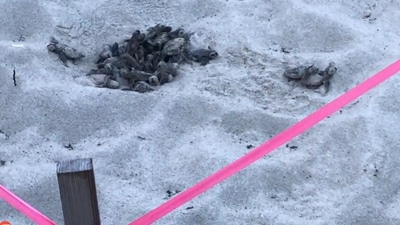 Sea turtle hatchlings at the Hollywood Beach.&nbsp; (Jukin Media)