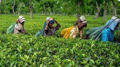 A majority of the blended teas currently available in the market is actually for re-exports (Bloomberg file photo)
