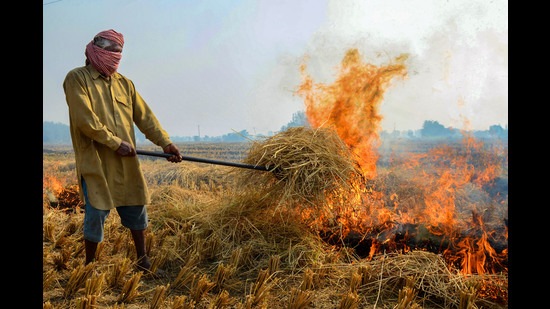 It was on November 1 that officials had claimed 37% dip in the farm fires, but in the next 10 days, a record number of crop residue burning incidents were seen in the Ludhiana district. (Image for representational purpose (PTI))