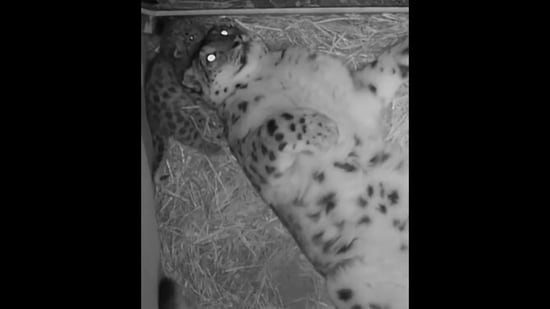 The little snow leopard cub can be seen snuggling up to its mom at night.&nbsp;(instagram/@thebigcatsanctuaryuk)