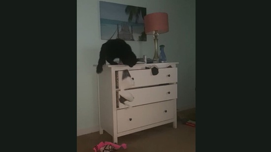 The video shows this cat climbing on a chest of drawers and emptying it to sit inside it. (Jukin Media)