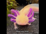 Cheese the axolotl looks into the camera and change colours of its gills. (instagram/@emilywithanimals) Cheese the axolotl looks into the camera and change colours of its gills. (instagram/@emilywithanimals)