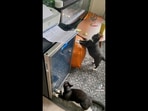 The hilarious video of the cat reacting to the printer has been shared on Reddit after it was posted on TikTok. The hilarious video of the cat reacting to the printer has been shared on Reddit after it was posted on TikTok.