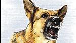 The last census was done by the Chandigarh MC in 2019, which had shown a 65% increase in stray dog population in Chandigarh within seven years from 2012. (HT File) The last census was done by the Chandigarh MC in 2019, which had shown a 65% increase in stray dog population in Chandigarh within seven years from 2012. (HT File)