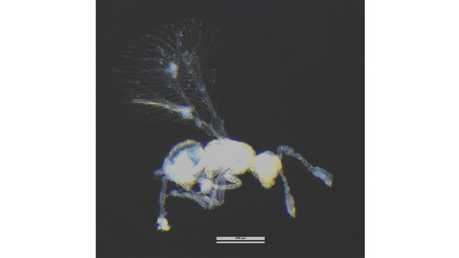 genus of parasitic wasps crossword