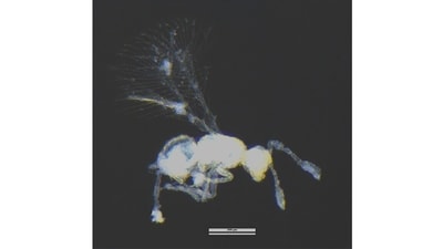 The Kikiki Huna: This is the smallest winged insect in the world, measuring about 0.6 mm. The genus Kikiki was recorded in India for the first time in 2013 in Tamil Nadu. It took another two years to find enough female specimens to confirm species identity. “It’s a parasitic wasp which you cannot see with your naked eye,” says Ankita Gupta, the entomologist in charge of the museum and an expert in parasitic wasps. “But it has all the systems an insect should have — six legs, wings, a reproductory and a respiratory system.” (Photo courtesy ICAR-NBAIR) The Kikiki Huna: This is the smallest winged insect in the world, measuring about 0.6 mm. The genus Kikiki was recorded in India for the first time in 2013 in Tamil Nadu. It took another two years to find enough female specimens to confirm species identity. “It’s a parasitic wasp which you cannot see with your naked eye,” says Ankita Gupta, the entomologist in charge of the museum and an expert in parasitic wasps. “But it has all the systems an insect should have — six legs, wings, a reproductory and a respiratory system.” (Photo courtesy ICAR-NBAIR)
