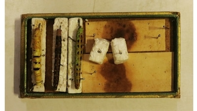 Mummified larvae: Three specimens of larvae, secured in 1960, make up one of the most prized items in the collection. They were made by sucking out the internal sap of the larvae, the husk then disinfected and inflated with air. “Making these specimens is a lost art,” says Gupta. (HT Photo) Mummified larvae: Three specimens of larvae, secured in 1960, make up one of the most prized items in the collection. They were made by sucking out the internal sap of the larvae, the husk then disinfected and inflated with air. “Making these specimens is a lost art,” says Gupta. (HT Photo)
