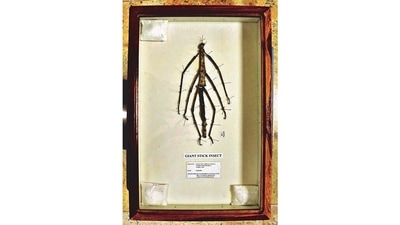 Giant stick insect: The longest insect in the world is also one of the hardest to find. The specimen of the giant stick insect in the collection of the National Insect Museum was donated by P Mahendran, an entomologist from the United Planters’ Association of Southern India, a tea research foundation in Coimbatore, who found it on the institute’s campus. (HT Photo) Giant stick insect: The longest insect in the world is also one of the hardest to find. The specimen of the giant stick insect in the collection of the National Insect Museum was donated by P Mahendran, an entomologist from the United Planters’ Association of Southern India, a tea research foundation in Coimbatore, who found it on the institute’s campus. (HT Photo)