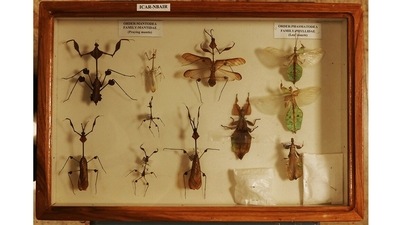 Leaf insects: Among the most prized collections at NIM are the mimicking mantids and leaf insects. “We found them by luck,” says Gupta. “They mimic leaves so well that it’s hard to find them.” (HT Photo) Leaf insects: Among the most prized collections at NIM are the mimicking mantids and leaf insects. “We found them by luck,” says Gupta. “They mimic leaves so well that it’s hard to find them.” (HT Photo)