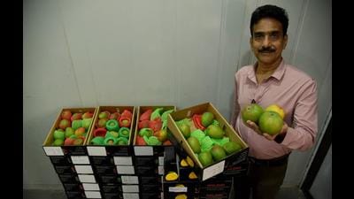 Sanjay Pansare, director of fruit market in APMC, with the Malawi mangoes in Navi Mumbai on Friday. The mangoes have been imported from Africa. (BACHCHAN KUMAR/HT PHOTO) Sanjay Pansare, director of fruit market in APMC, with the Malawi mangoes in Navi Mumbai on Friday. The mangoes have been imported from Africa. (BACHCHAN KUMAR/HT PHOTO)